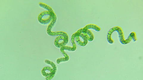 spirulina-microscopio1_480x480_b7ae9dbf-c77a-4955-9695-0b9a9e6c4b69.webp